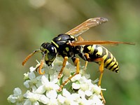 Poliste, polistes gallicus