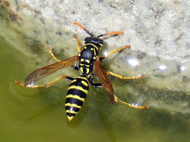 Poliste - polistes bischoffi