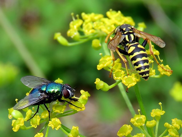 Poliste gaulois - polistes gallicus