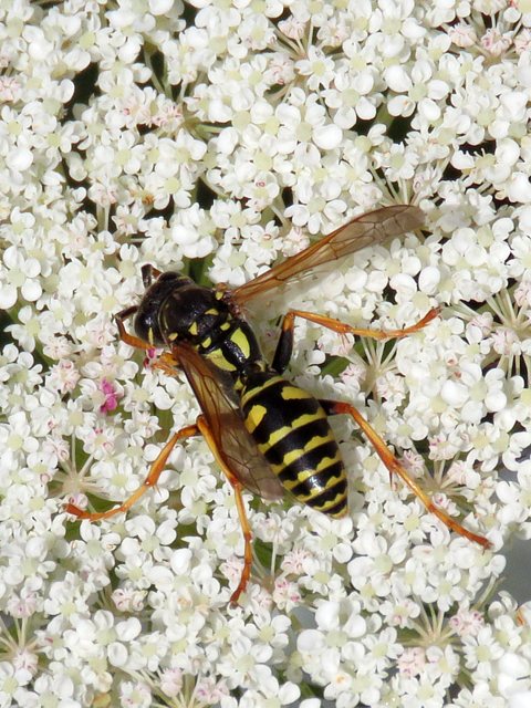 Poliste à joue jaune, polistes dominula
