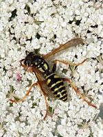 Poliste, polistes dominula