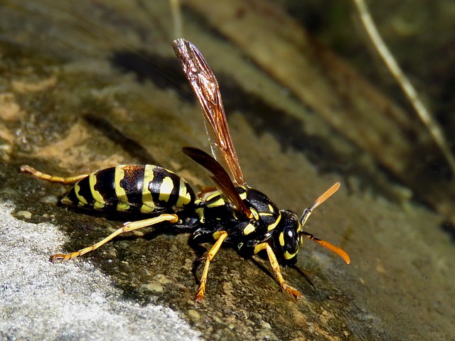 Polistes dominula