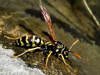 Poliste, polistes dominula