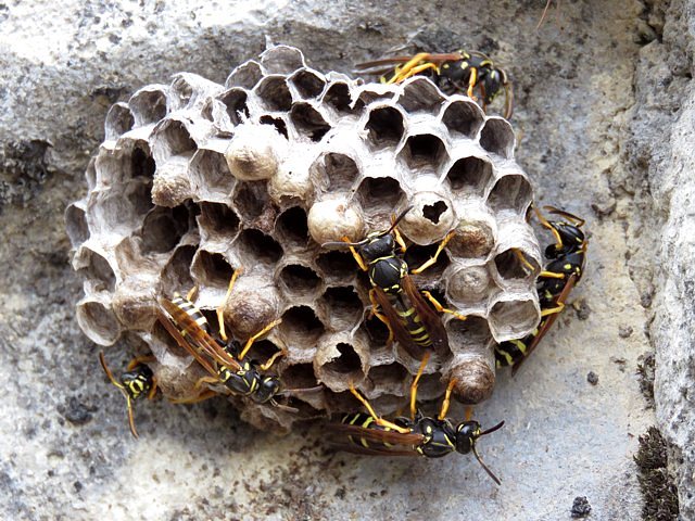 Poliste gaulois - polistes gallicus