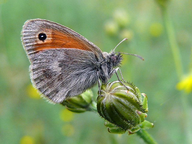 Procris, fadet, coenonympha pamphilus