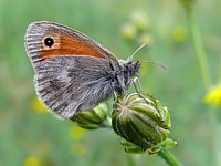 Procris, coenonympha pamphilus