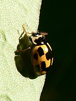 propylea 14-punctata