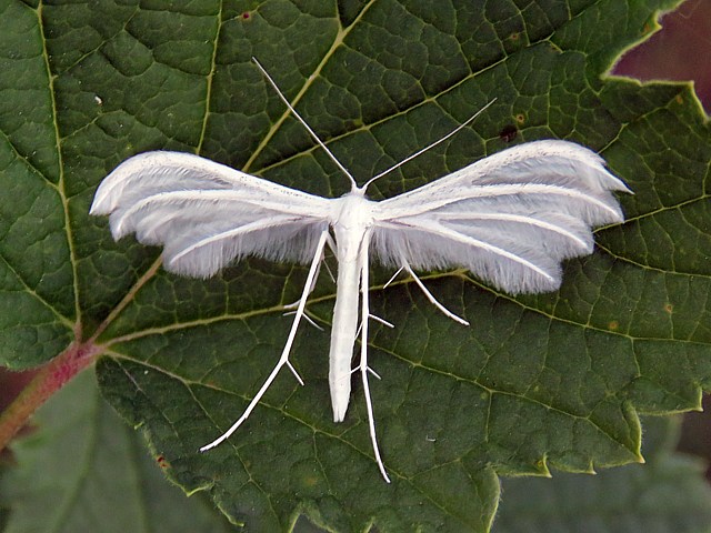 Ptérophore blanc, pterophorus pentadactylus