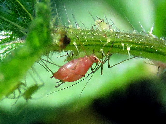 Puceron,  macrosiphum rosae