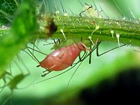 Pucerons verts, macrosiphum rosae