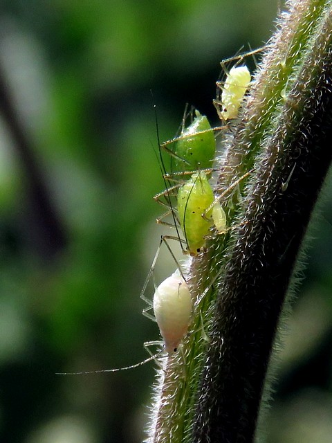 Pucerons verts, macrosiphum rosae
