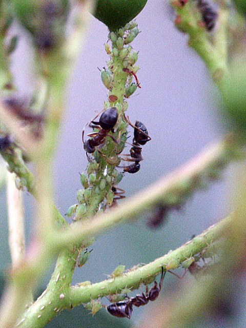 Fourmis et pucerons