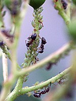 Fourmis et pucerons