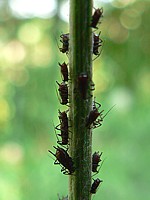 Pucerons bruns, uroleucon jaceae