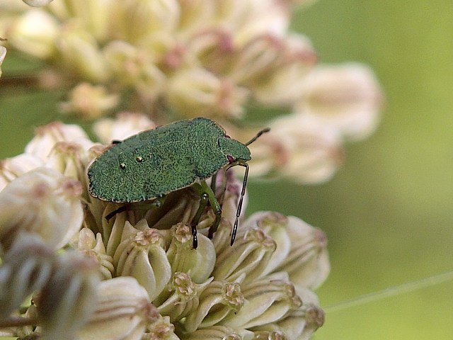 Punaise verte, palomena prasina