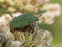 Punaise verte ponctuée, nezara viridula