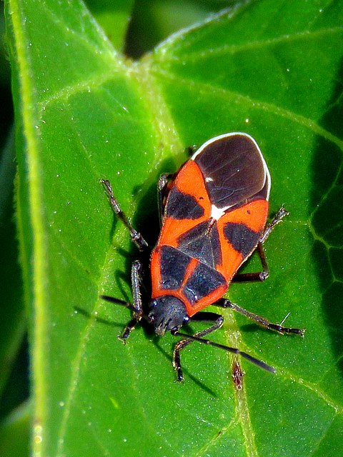 Punaise de l'asclépiade, tropidothorax leucopterus