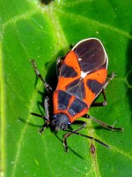 Punaise de l'asclépiade, tropidothorax leucopterus