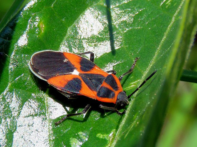Punaise de l'asclépiade, tropidothorax leucopterus