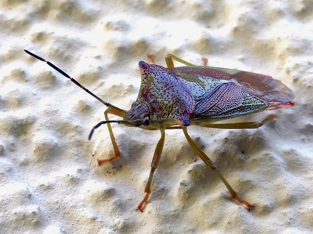  punaise ensanglante, acanthosoma haemorrhoidale