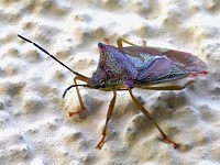 Punaise ensanglantée, acanthosoma haemorrhoidale