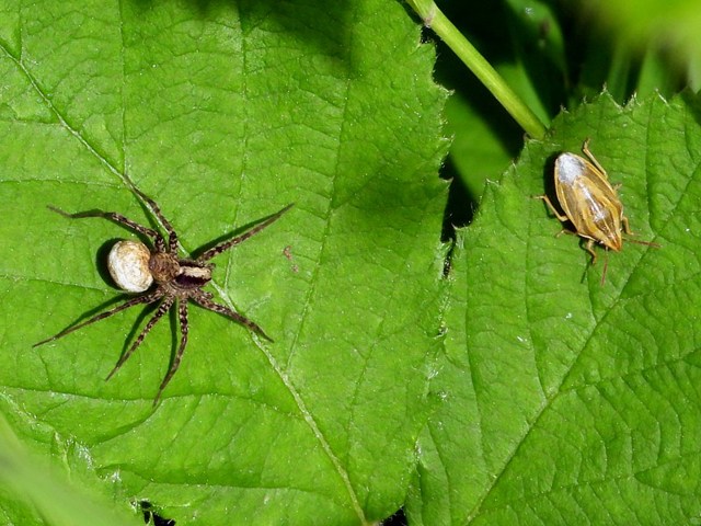 Punaise nez-de-rat, aelia acuminata
