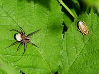 Punaise nez-de-rat, aelia acuminata