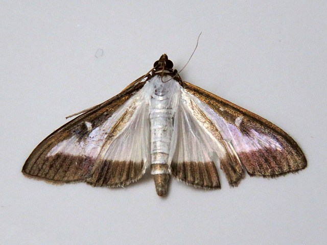 Pyrale du buis, cydalima perspectalis