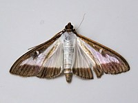 Pyrale du buis, cydalima perspectalis