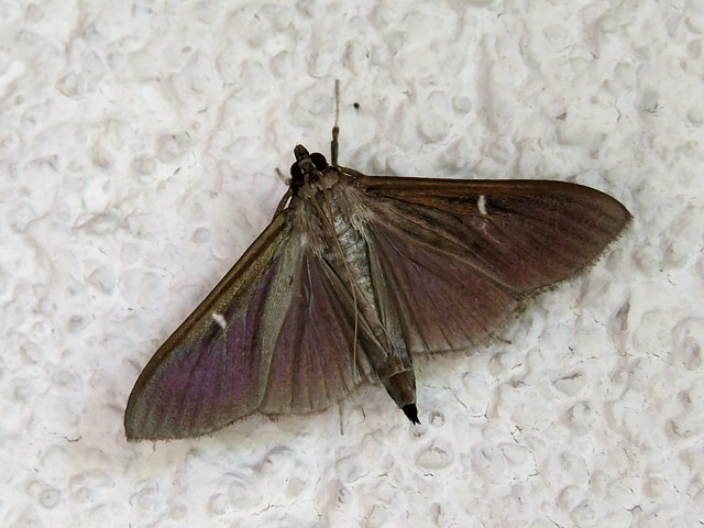 Pyrale du buis, cydalima perspectalis