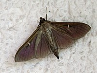 pyrale du buis, variété brune