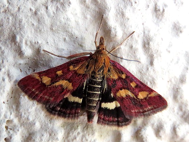 Pyrale pourpre, pyrausta purpuralis