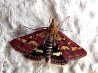 Pyrale pourprée, pyrausta purpuralis
