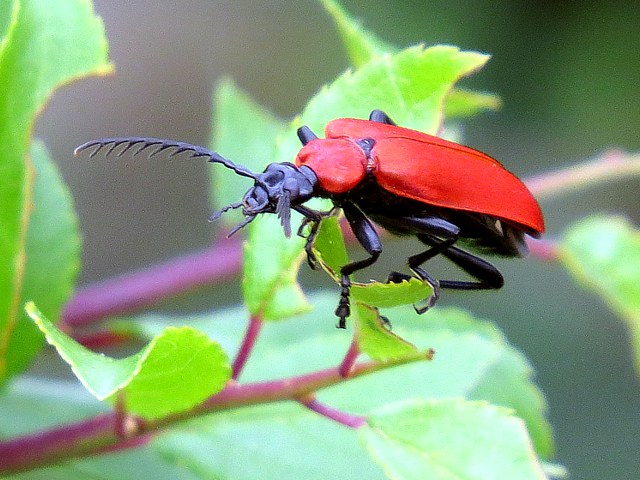 Cardinal,  pyrochroa coccinea
