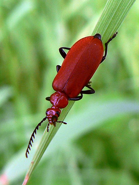 Pyrhocroa, pyrochroa serraticornis