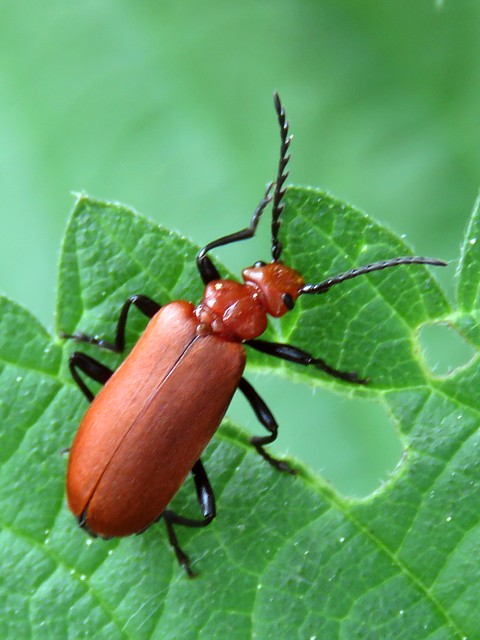 Pyrhocroa, pyrochroa serraticornis