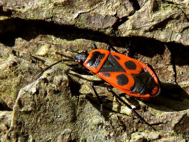 Pyrrhocore aptre, pyrrhocoris apterus