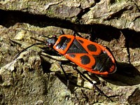 Pyrrhocore, gendarme, pyrrhocoris apterus