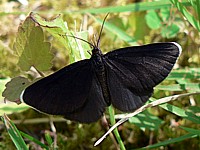 Ramoneur, odezia atrata