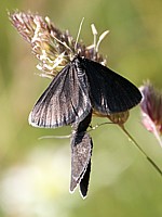 Accouplement de ramoneurs - odezia atrata