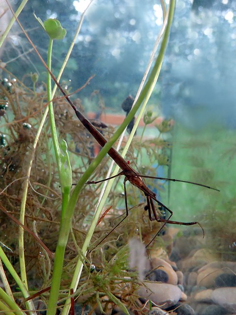 Ranatre linaire, ranatra linearis