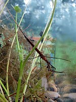 Ranatre linéaire, ranatra linearis