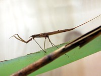 Ranatre linéaire, ranatra linearis