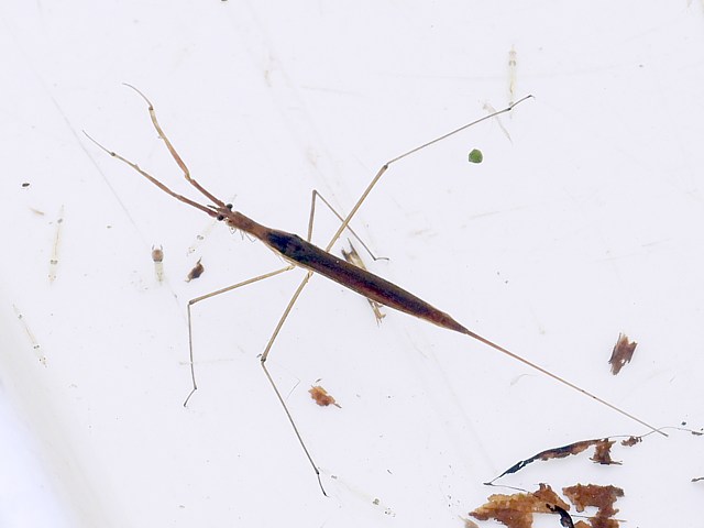 Ranatre linéaire, ranatra linearis