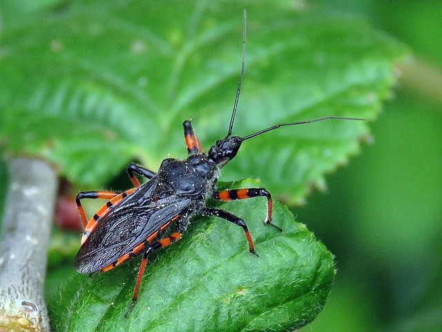 Réduve annelée, rhinocoris annulatus