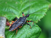 Réduve annelé, rhinocoris annulatus
