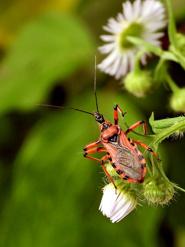 Rhinocore, réduve irascible, rhinocoris iracundus