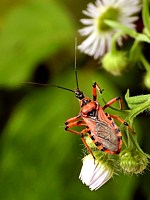 Réduve irascible, rhinocoris iracundus