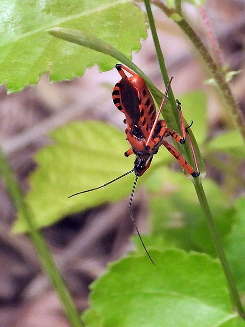 Rhinocore, rduve irascible, rhinocoris iracundus