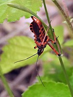 Réduve irascible, rhinocoris iracundus